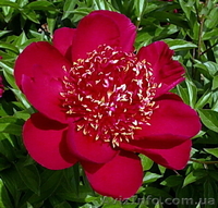 Древовидные, травянистые пионы, пионы рокка, пионы Ито-гибриды продам. - <ro>Изображение</ro><ru>Изображение</ru> #1, <ru>Объявление</ru> #962474