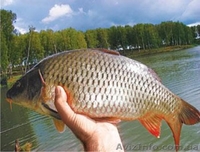  Продам рыбу,Продам рыбу речную,Продам рыбу мороженную-замороженную-свежую, - <ro>Изображение</ro><ru>Изображение</ru> #4, <ru>Объявление</ru> #971080