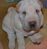 Шарпей - элитные щенки - <ro>Изображение</ro><ru>Изображение</ru> #2, <ru>Объявление</ru> #982775