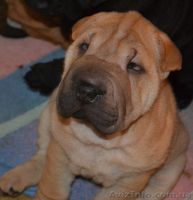 Шарпей - элитные щенки - <ro>Изображение</ro><ru>Изображение</ru> #3, <ru>Объявление</ru> #982775