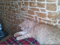 красный табби приглашает на вязку вислоухих кошек - <ro>Изображение</ro><ru>Изображение</ru> #4, <ru>Объявление</ru> #945715