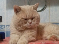 вязка  вислоухих кошек  - <ro>Изображение</ro><ru>Изображение</ru> #2, <ru>Объявление</ru> #76195