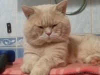 вязка  вислоухих кошек  - <ro>Изображение</ro><ru>Изображение</ru> #3, <ru>Объявление</ru> #76195