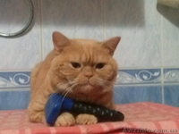 красный табби приглашает на вязку вислоухих кошек - <ro>Изображение</ro><ru>Изображение</ru> #1, <ru>Объявление</ru> #945715