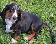 Продаются щенки бассет-хаунда. - <ro>Изображение</ro><ru>Изображение</ru> #2, <ru>Объявление</ru> #975315