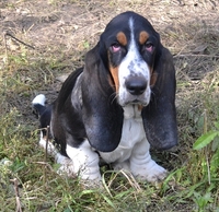 Продаются щенки бассет-хаунда. - <ro>Изображение</ro><ru>Изображение</ru> #4, <ru>Объявление</ru> #975315