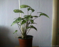 Сингониум ножколистный - <ro>Изображение</ro><ru>Изображение</ru> #1, <ru>Объявление</ru> #981550