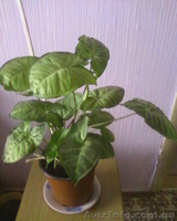 Сингониум ножколистный - <ro>Изображение</ro><ru>Изображение</ru> #2, <ru>Объявление</ru> #981550