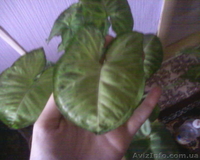 Сингониум ножколистный - <ro>Изображение</ro><ru>Изображение</ru> #4, <ru>Объявление</ru> #981550