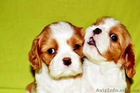 Породные щенки Кавале Чарльз спаниель - <ro>Изображение</ro><ru>Изображение</ru> #2, <ru>Объявление</ru> #437814