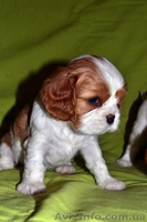 Породные щенки Кавале Чарльз спаниель - <ro>Изображение</ro><ru>Изображение</ru> #4, <ru>Объявление</ru> #437814
