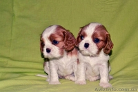 Породные щенки Кавале Чарльз спаниель - <ro>Изображение</ro><ru>Изображение</ru> #3, <ru>Объявление</ru> #437814