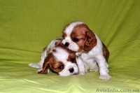 Породные щенки Кавале Чарльз спаниель - <ro>Изображение</ro><ru>Изображение</ru> #1, <ru>Объявление</ru> #437814