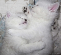 Элитные котята Британская шиншилла - <ro>Изображение</ro><ru>Изображение</ru> #3, <ru>Объявление</ru> #980574