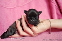 Щенки грифона. Мальчик и девочки.  - <ro>Изображение</ro><ru>Изображение</ru> #2, <ru>Объявление</ru> #425671