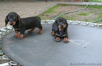 Такса миниатюрная(карликовая)-щенки - <ro>Изображение</ro><ru>Изображение</ru> #2, <ru>Объявление</ru> #971913