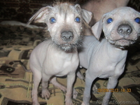 щенки голой мексиканской собачки - <ro>Изображение</ro><ru>Изображение</ru> #2, <ru>Объявление</ru> #975378