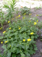 многолетние цветы - <ro>Изображение</ro><ru>Изображение</ru> #6, <ru>Объявление</ru> #971781