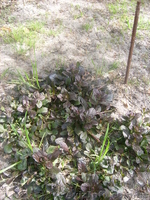 многолетние цветы - <ro>Изображение</ro><ru>Изображение</ru> #2, <ru>Объявление</ru> #971781