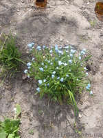 многолетние цветы - <ro>Изображение</ro><ru>Изображение</ru> #1, <ru>Объявление</ru> #971781