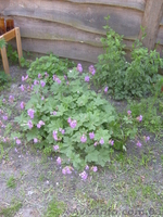 многолетние цветы - <ro>Изображение</ro><ru>Изображение</ru> #5, <ru>Объявление</ru> #971781