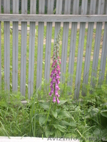 многолетние цветы - <ro>Изображение</ro><ru>Изображение</ru> #4, <ru>Объявление</ru> #971781