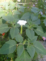 многолетние цветы - <ro>Изображение</ro><ru>Изображение</ru> #9, <ru>Объявление</ru> #971781