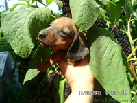 Такса миниатюрная(карликовая)-щенки - <ro>Изображение</ro><ru>Изображение</ru> #4, <ru>Объявление</ru> #971913