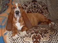 Щенки бассет-хаунда от папы Крайслера! - <ro>Изображение</ro><ru>Изображение</ru> #2, <ru>Объявление</ru> #975311