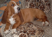 Щенки бассет-хаунда от папы Крайслера! - <ro>Изображение</ro><ru>Изображение</ru> #3, <ru>Объявление</ru> #975311