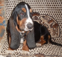 Продаются щенки бассет-хаунда. - <ro>Изображение</ro><ru>Изображение</ru> #3, <ru>Объявление</ru> #975315