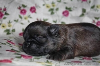 Щенки грифона. Мальчик и девочки.  - <ro>Изображение</ro><ru>Изображение</ru> #1, <ru>Объявление</ru> #425671