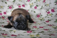 Щенки грифона. Мальчик и девочки.  - <ro>Изображение</ro><ru>Изображение</ru> #3, <ru>Объявление</ru> #425671