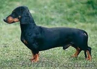 Милые и дружелюбные щенки таксы - <ro>Изображение</ro><ru>Изображение</ru> #4, <ru>Объявление</ru> #991426