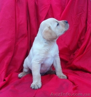 Лабрадор ретривер. Высокопородные щенки. - <ro>Изображение</ro><ru>Изображение</ru> #2, <ru>Объявление</ru> #322018