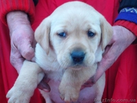 Лабрадор ретривер. Высокопородные щенки. - <ro>Изображение</ro><ru>Изображение</ru> #5, <ru>Объявление</ru> #322018