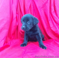 Лабрадор ретривер. Высокопородные щенки. - <ro>Изображение</ro><ru>Изображение</ru> #4, <ru>Объявление</ru> #322018