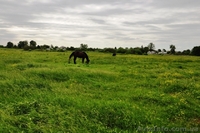 Рогозов - 10 соток за 2950$ в 35 км от Киева! - <ro>Изображение</ro><ru>Изображение</ru> #5, <ru>Объявление</ru> #988813