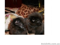 Продам котят мейн-кун. Есть мальчики и девочки. Все малыши крупные, активные - <ro>Изображение</ro><ru>Изображение</ru> #2, <ru>Объявление</ru> #990633