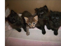 Продам котят мейн-кун. Есть мальчики и девочки. Все малыши крупные, активные - <ro>Изображение</ro><ru>Изображение</ru> #5, <ru>Объявление</ru> #990633