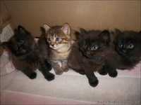 Продам котят мейн-кун. Есть мальчики и девочки. Все малыши крупные, активные - <ro>Изображение</ro><ru>Изображение</ru> #6, <ru>Объявление</ru> #990633