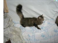 Продам котят мейн-кун. Есть мальчики и девочки. Все малыши крупные, активные - <ro>Изображение</ro><ru>Изображение</ru> #7, <ru>Объявление</ru> #990633