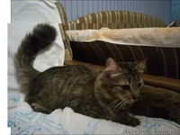 Продам котят мейн-кун. Есть мальчики и девочки. Все малыши крупные, активные - <ro>Изображение</ro><ru>Изображение</ru> #8, <ru>Объявление</ru> #990633