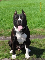 Щенки  Ам Стафф - <ro>Изображение</ro><ru>Изображение</ru> #2, <ru>Объявление</ru> #998577