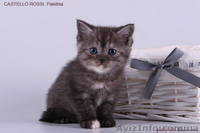 Котята британские шиншиллы и шотландские прямоухие - <ro>Изображение</ro><ru>Изображение</ru> #2, <ru>Объявление</ru> #995500