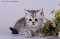 Котята британские шиншиллы и шотландские прямоухие - <ro>Изображение</ro><ru>Изображение</ru> #1, <ru>Объявление</ru> #995500