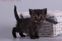 Котята британские шиншиллы и шотландские прямоухие - <ro>Изображение</ro><ru>Изображение</ru> #4, <ru>Объявление</ru> #995500