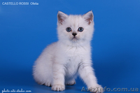 Котята британские шиншиллы и шотландские прямоухие - <ro>Изображение</ro><ru>Изображение</ru> #6, <ru>Объявление</ru> #995500