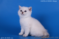 Котята британские шиншиллы и шотландские прямоухие - <ro>Изображение</ro><ru>Изображение</ru> #8, <ru>Объявление</ru> #995500