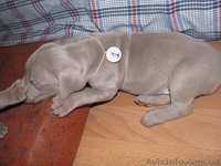 Веймаранер. Щенки (Серебряный призрак) - <ro>Изображение</ro><ru>Изображение</ru> #4, <ru>Объявление</ru> #122874